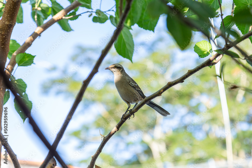 Mimus saturninus. Um pássaro empoleirado em um galho de uma árvore frondosa. Mimus saturninus. Um pássaro empoleirado em um galho de uma árvore frondosa.