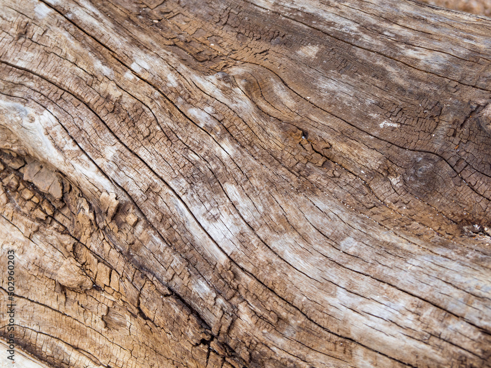 wood texture background. Wood texture. old wood background. weathered log texture wood texture background. Wood texture. old wood background. weathered log texture