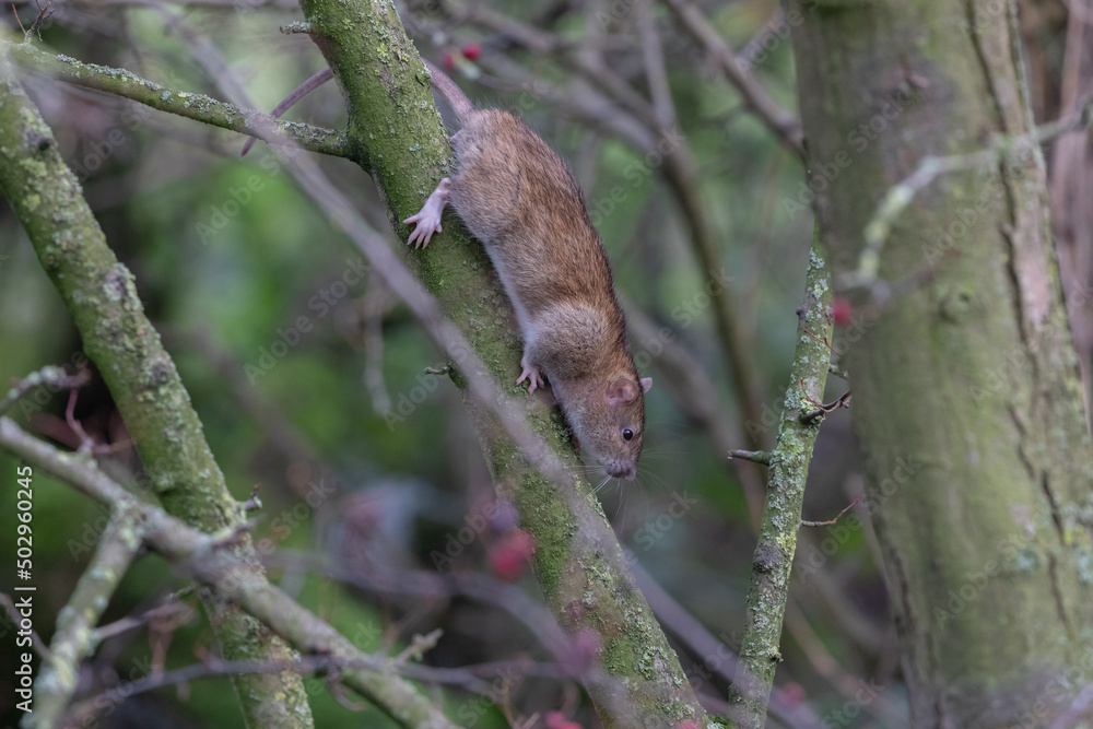 Tree Climbing Rat Tree Climbing Rat