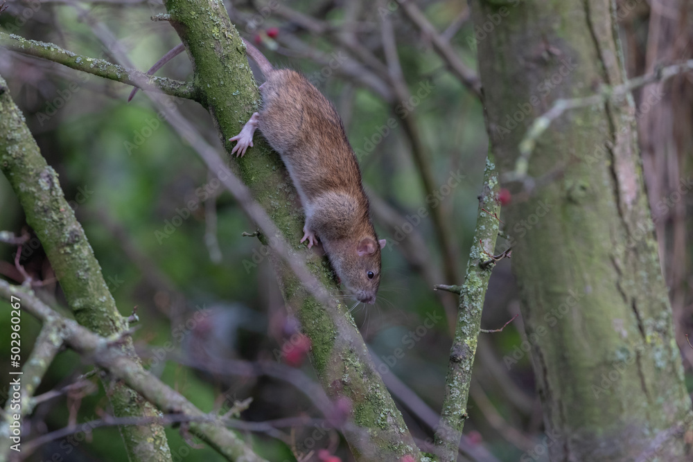 Tree Climbing Rat