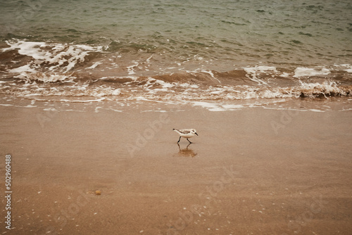 Little bird on the beach with ocean sea and sand © Domonkos
