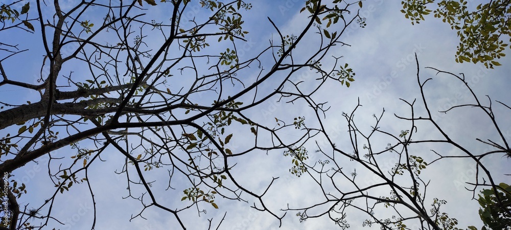branches against sky branches against sky