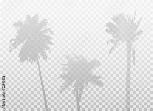 Set of palm tree shadows. Three Natural silhouettes isolated on transparent background. Vector Realistic Mockup. Original background. EPS10.