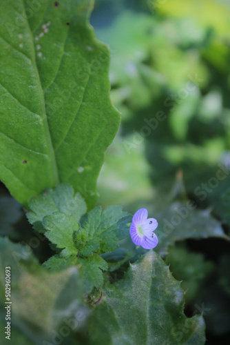Flor pequeña morada