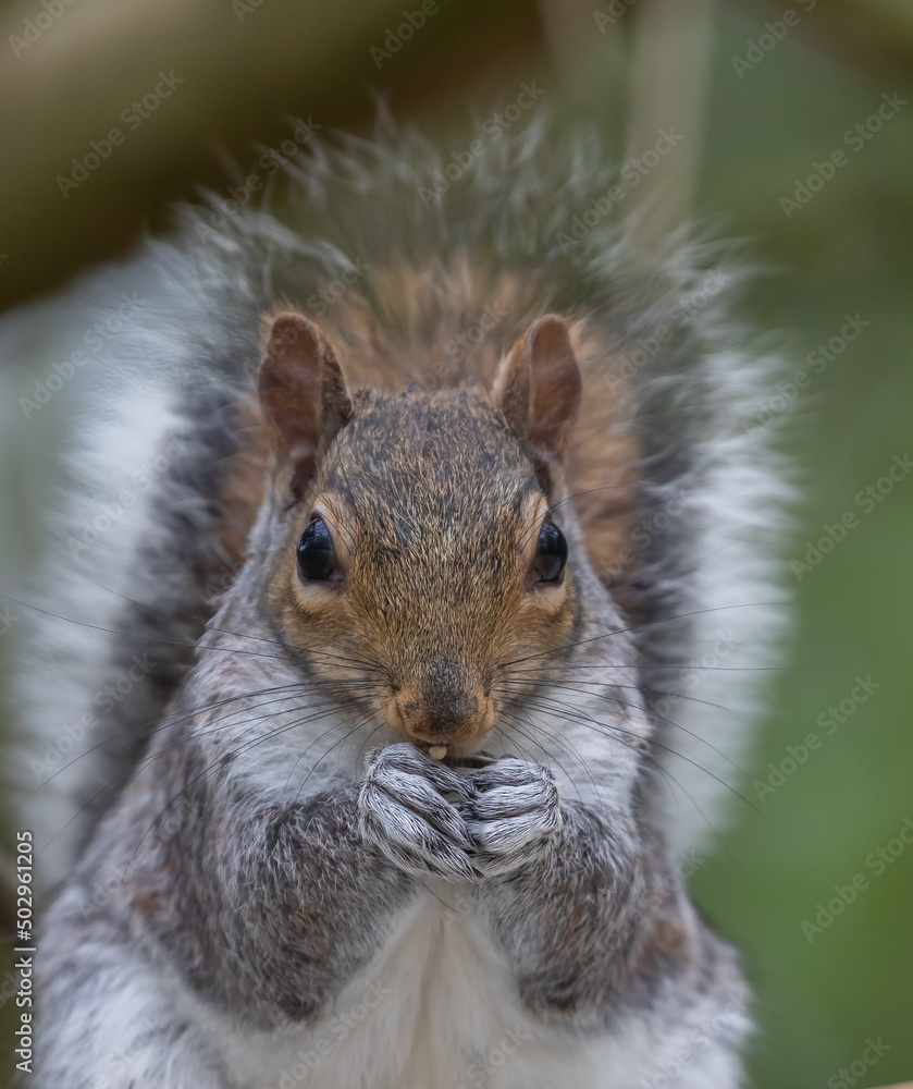 Fototapeta premium Grey Squirrel