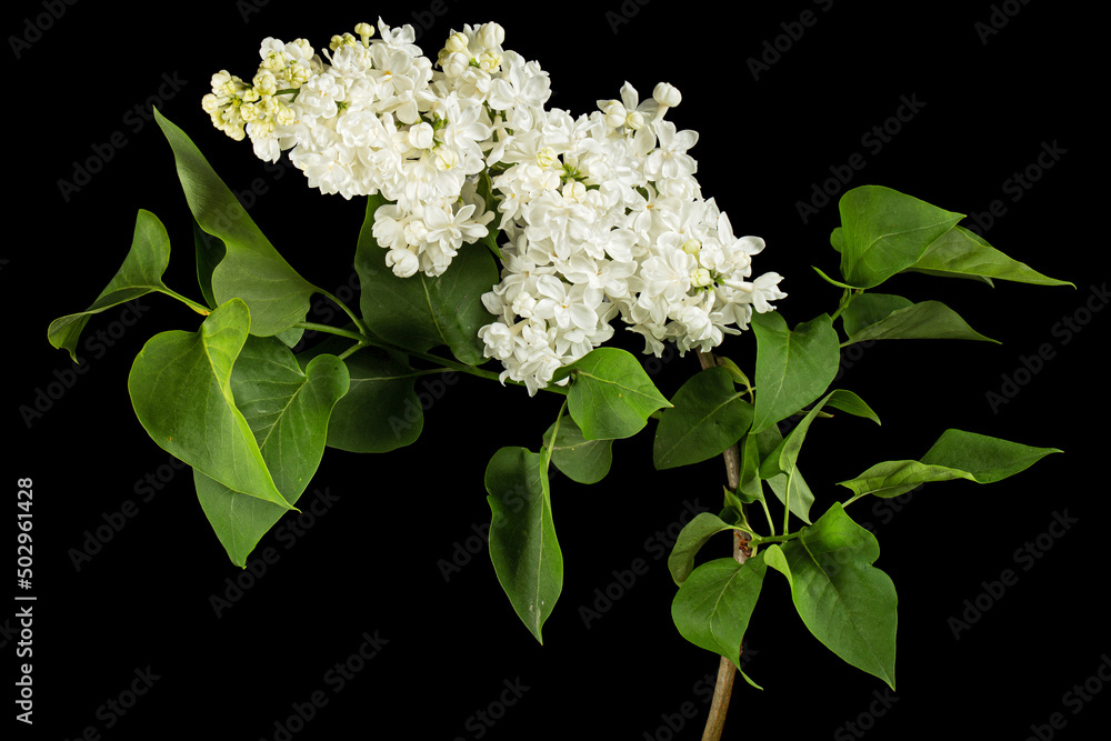 Flowers of white lilac, isolated on black background Flowers of white lilac, isolated on black background