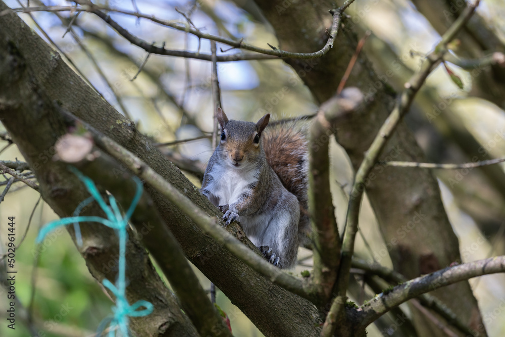 Fototapeta premium Grey Squirrel