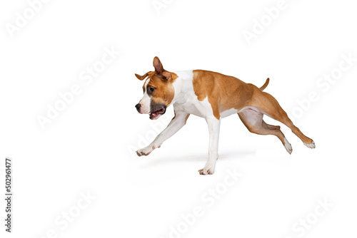 One Staffordshire terrier dog posing isolated on white studio background. Looks happy, delighted. Concept of motion, action, pet's love