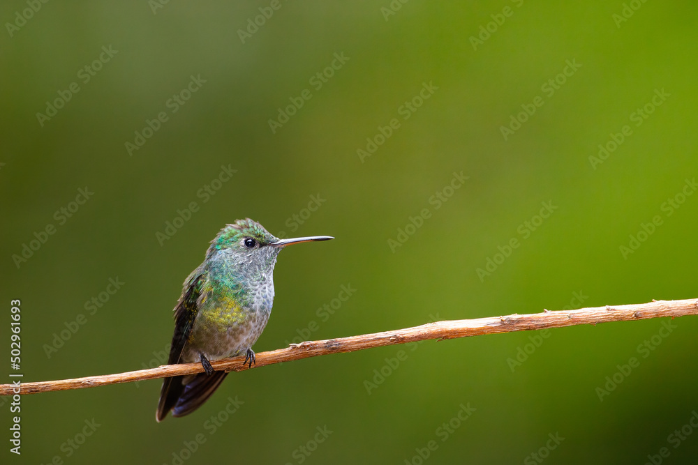 Fototapeta premium Un hermoso picaflor esmeralda posando sobre una rama en las cataratas del Iguazu, Misiones, Argentina.