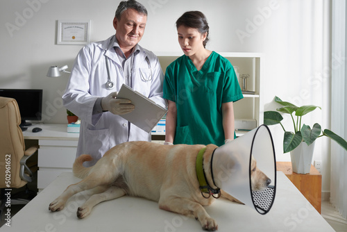 Smiling veterinarian showing results of dog examination to nurse