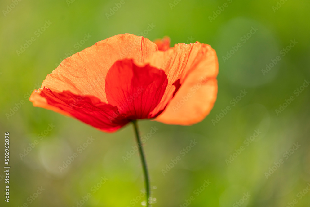 Amapola (Papaver rhoeas) en una mañana soleada Amapola (Papaver rhoeas) en una mañana soleada