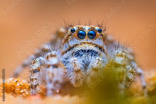 Spider portrait, jumping spider portrait - Yllenus arenarius
