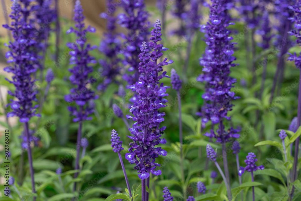Fototapeta premium Sage flowers plant closeup, sage blossoms, Salvia officinalis, aromatic herb, alternative medicine, natural cures, spices , purple flowers, violet