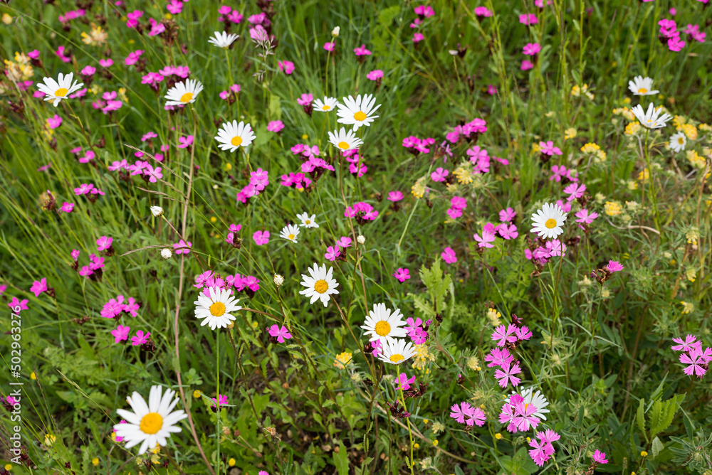 Naklejka premium plantation for insects, with pink lychnis, marguerites and hormon flowers