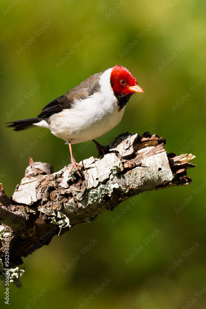 A Yellow-billed Cardinal standing on a branch with blurred background A Yellow-billed Cardinal standing on a branch with blurred background