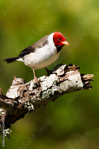 A Yellow-billed Cardinal standing on a branch with blurred background