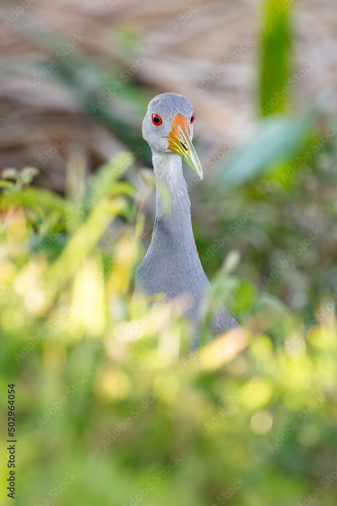 Naklejka premium Portrait of a curious giant-wood rail at eye level.
