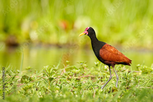 A wattled Jacana with mourning light at the swamp, Ibera wetlands, Argentina