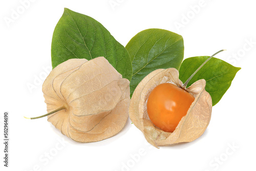 Closed and open cocoon of cape gooseberry with leaves isolated on white