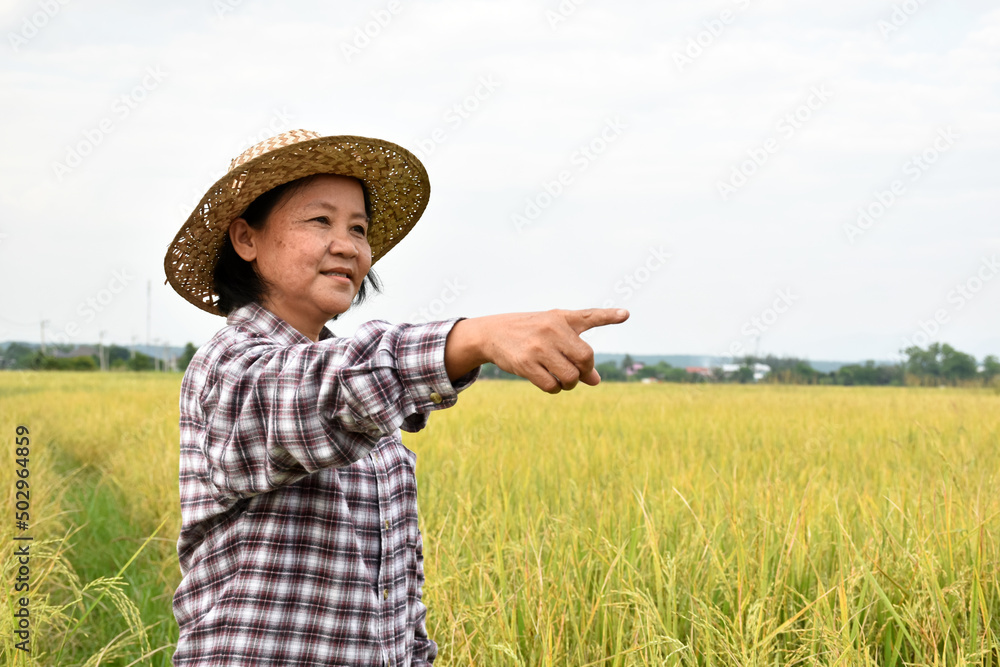Portrait of elderly asian woman who wears palm leaf hat and checkered shirt, stands by her yellow rice paddy field and pointing a finger forward to show the territory of her rice paddy farmland.
