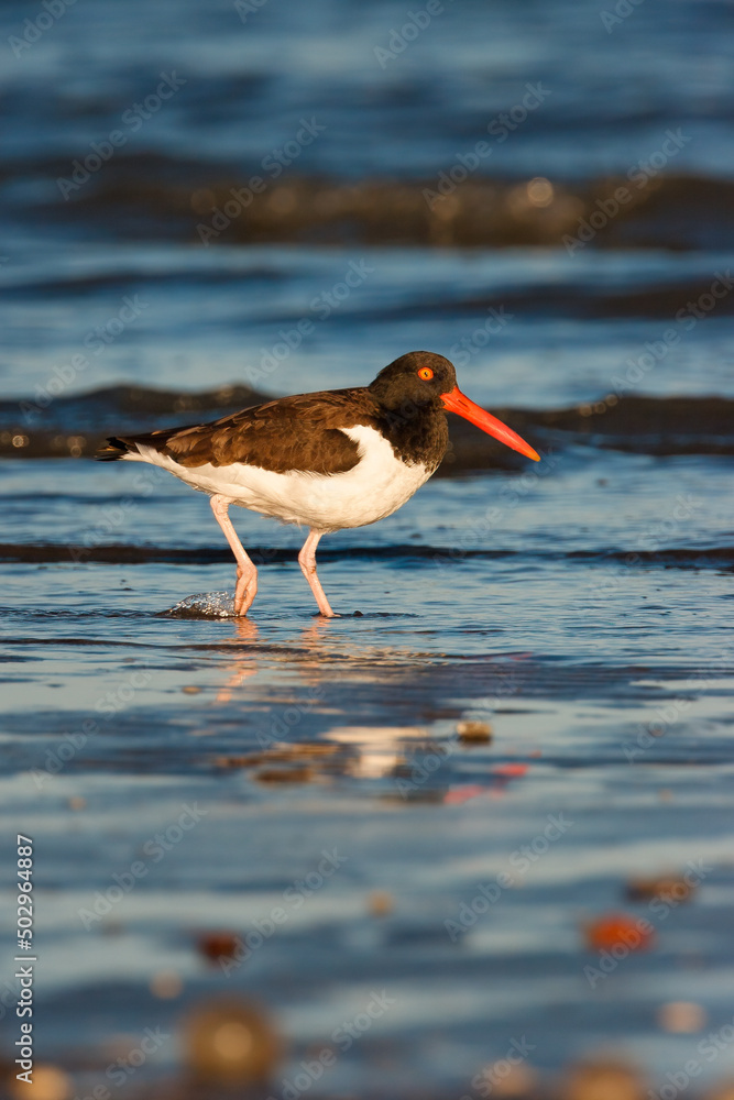 An american Oystercatcher in the atlantic ocean An american Oystercatcher in the atlantic ocean