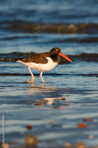 An american Oystercatcher in the atlantic ocean