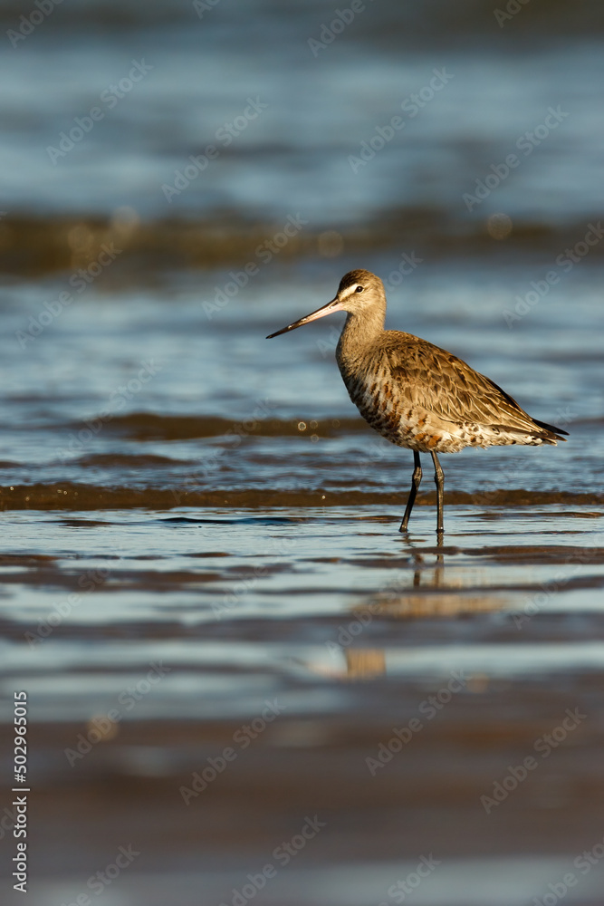 A Hudsonian godwit on the ocean shore with mourning light. View at eye level A Hudsonian godwit on the ocean shore with mourning light. View at eye level