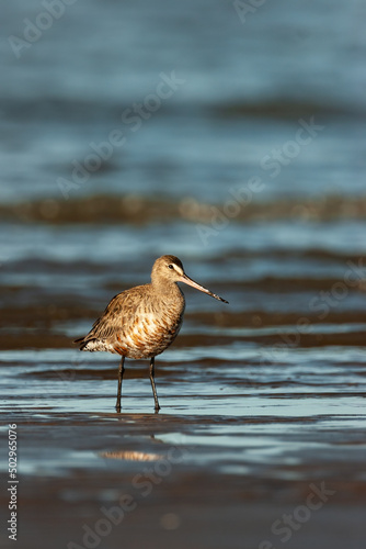 A Hudsonian godwit on the ocean shore with mourning light. View at eye level