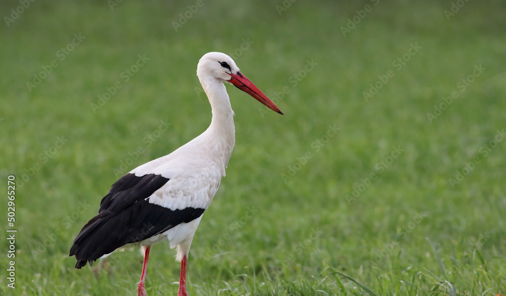Fototapeta premium Portrait of a beautiful white stork (Ciconia ciconia) standing on a green grass field. Common stork eating bugs on a cloudy day. Big black and white bird and natural environment.