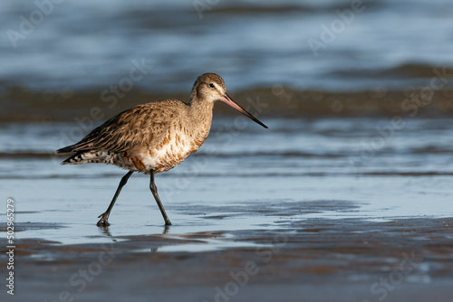 A Hudsonian godwit on the ocean shore with mourning light. View at eye level photo