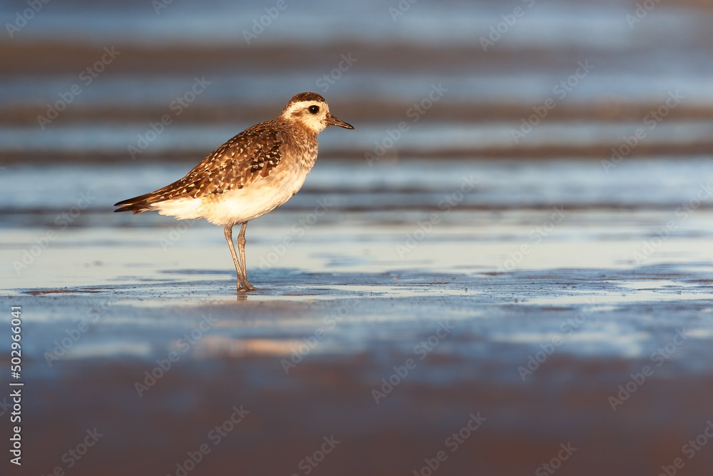 American Golden Plover on the ocean shore with mourning light American Golden Plover on the ocean shore with mourning light