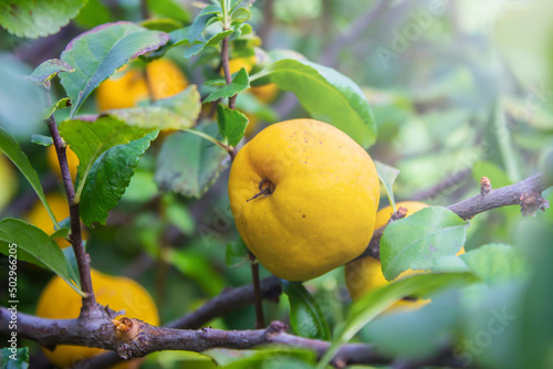 ripe yellow quince fruit on a tree in an organic garden. The quince (Cydonia oblonga) is the sole member of the genus Cydonia in the family Rosaceae (which also contains apples and pears) photo