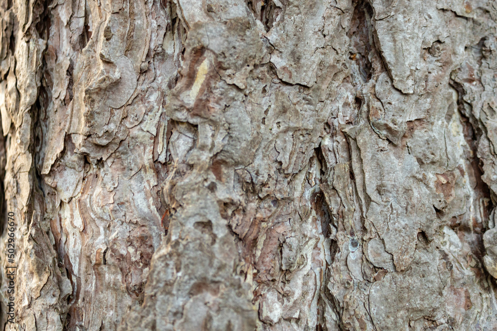 Bark of austrian pine or black pine (Pinus nigra), close up and full frame. Wooden pattern background Bark of austrian pine or black pine (Pinus nigra), close up and full frame. Wooden pattern background