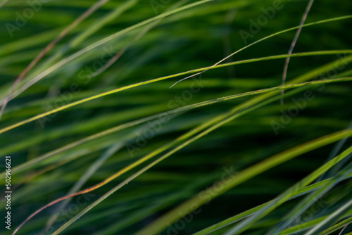 Close up of green grass. Natural backgrounds