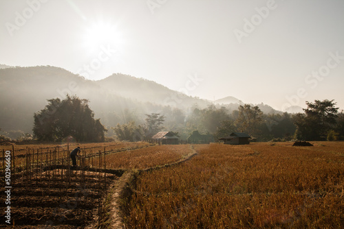 Rice farm in Pai district, Mae Hong Son Province, Northern Thailand