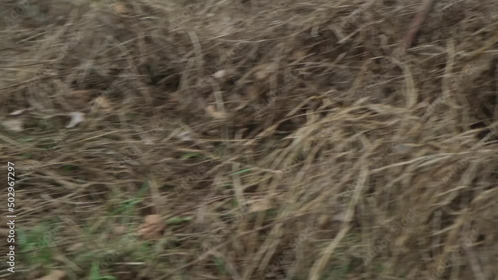 harvesting dry grass in autumn with a rake harvesting dry grass in autumn with a rake