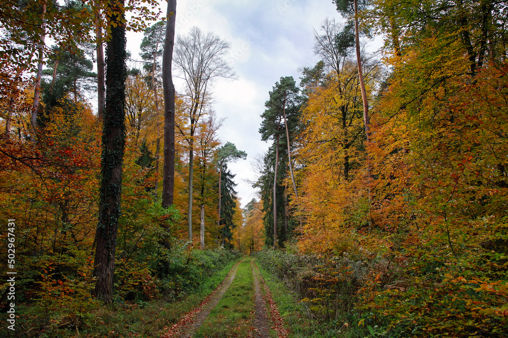 Herbstwald Herbstwald