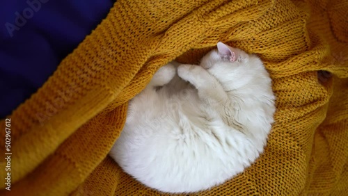 A small white fluffy cat lies on a blue bean bag chair with a yellow plaid over it in the colors of the Ukrainian flag