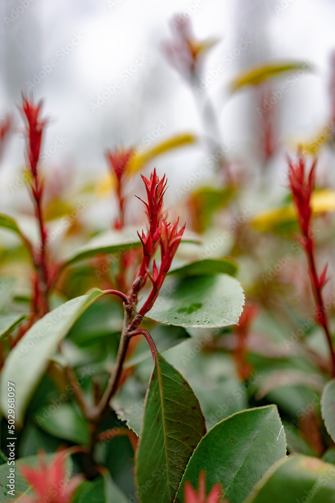 Close up red plant, flower photo. Close up red plant, flower photo.