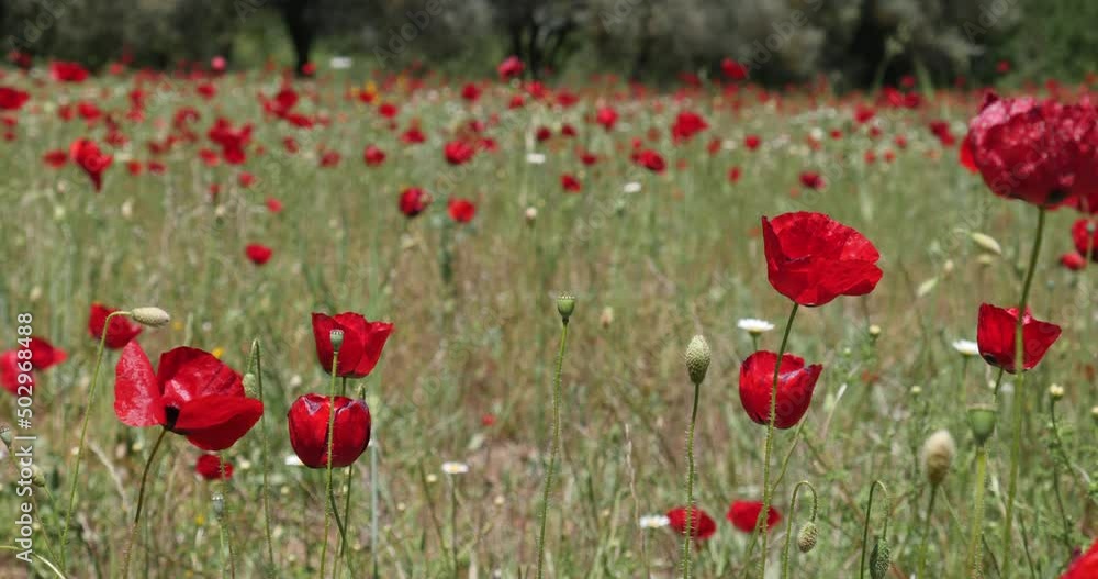 poppies with daisies in nature spring time flowers poppies with daisies in nature spring time flowers