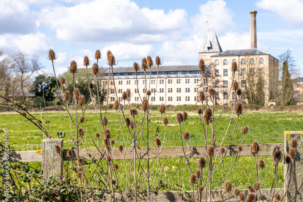Teasels growing in front of Ebley Mill, a 19th century cloth mill, Ebley, Gloucestershire, England UK - Teasels were used in the cloth trade for raising the nap.