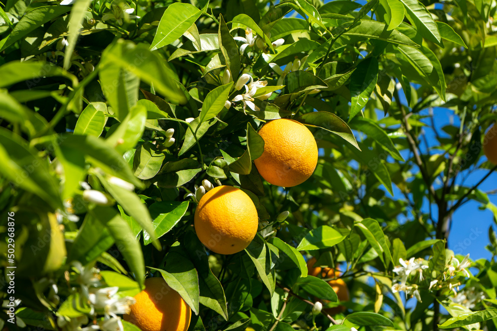 FRESH ORANGES ON THE TREE