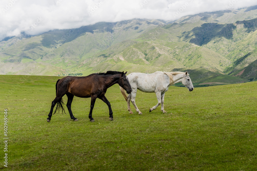 Horses, Tucuman Argentina