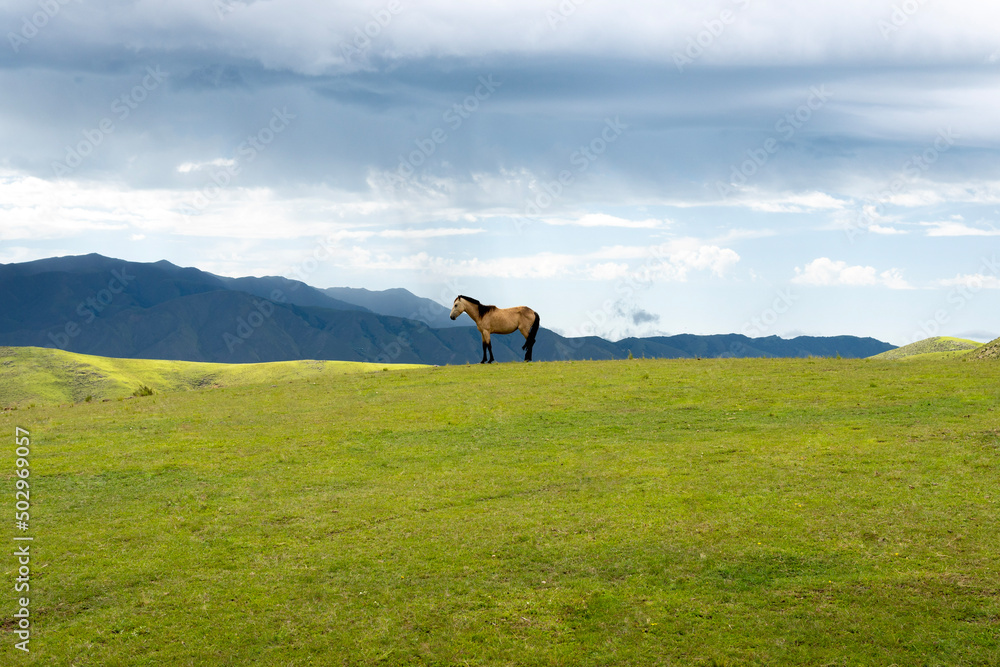 Minimal Horse, Spirits, Tucuman Argentina Minimal Horse, Spirits, Tucuman Argentina