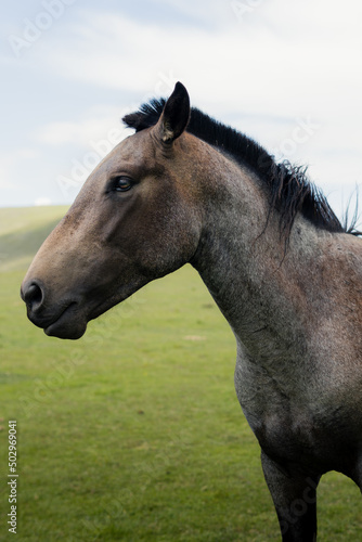 Horse Tucuman Argentina