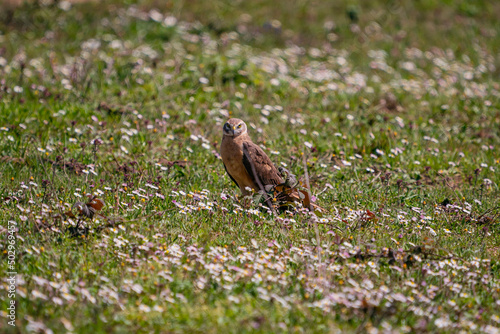 Pallid Harrier (Circus macrourus) perched on grass © Ali Tellioglu