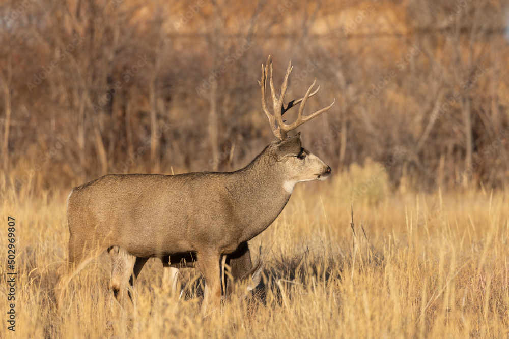 Buck Mule Deer During the Rut in Colorado in Autumn Buck Mule Deer During the Rut in Colorado in Autumn