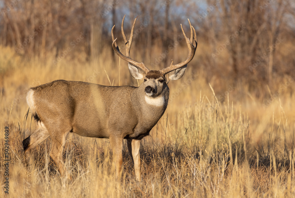 Buck Mule Deer During the Rut in Colorado in Autumn Buck Mule Deer During the Rut in Colorado in Autumn