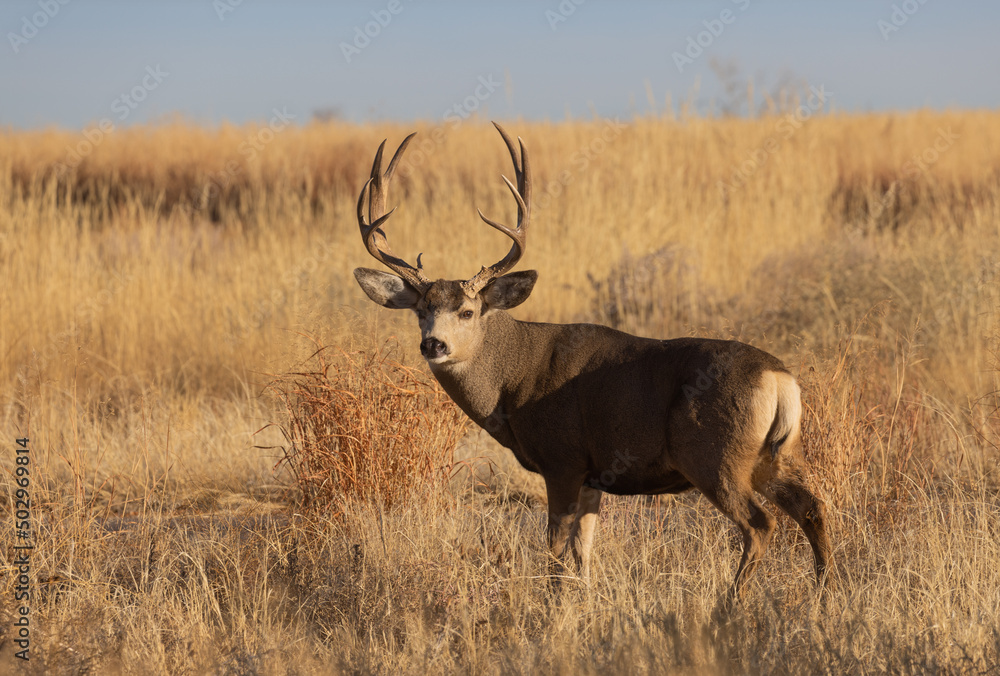 Buck Mule Deer During the Rut in Colorado in Autumn Buck Mule Deer During the Rut in Colorado in Autumn