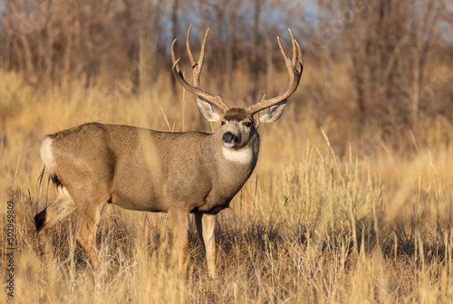 Buck Mule Deer During the Rut in Colorado in Autumn